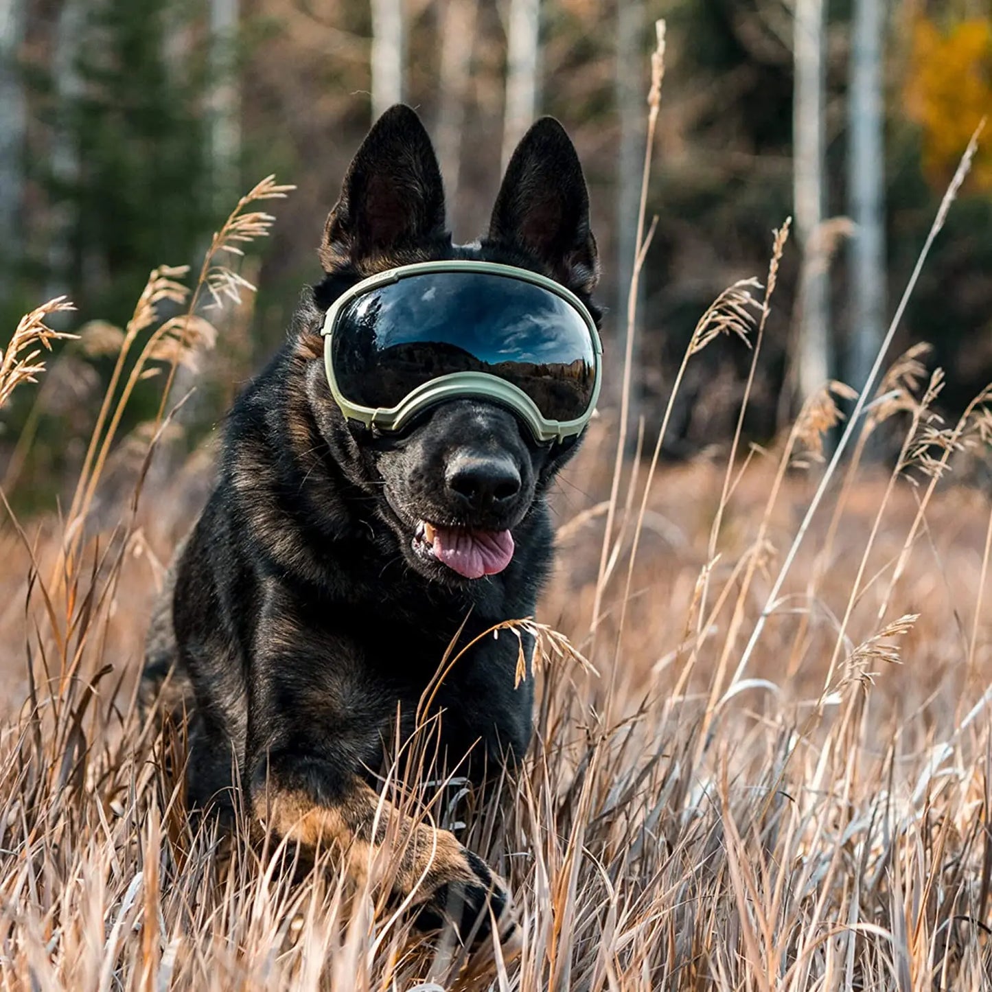 PawShield UV-Protective Dog Goggles 2025